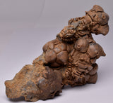CRINOID FOSSIL, Jimbacrinus Bostocki, Western Australia, CR13