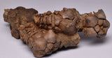 CRINOID FOSSIL, Jimbacrinus Bostocki, Western Australia, CR13