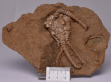 CRINOID FOSSIL, Jimbacrinus Bostocki, Western Australia, CR25