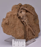 CRINOID FOSSIL, Jimbacrinus Bostocki, Western Australia, CR25
