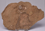CRINOID FOSSIL, Jimbacrinus Bostocki, Western Australia, CR25