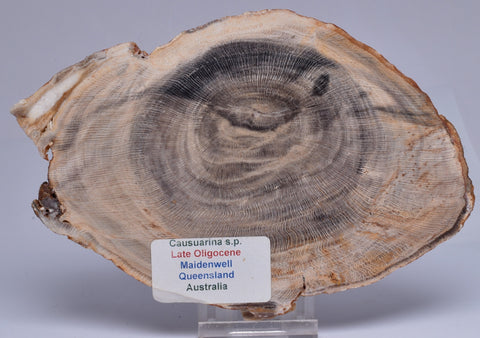 CASUARINA PETRIFIED FOSSIL WOOD, late Oligocene, Queensland Australia P432