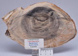 CASUARINA PETRIFIED FOSSIL WOOD, late Oligocene, Queensland Australia P432