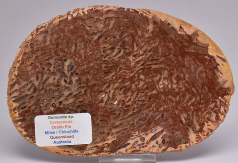 OSMUNDA SLICE, CRETACEOUS, MILES, CHINCHILLA, QUEENSLAND, AUSTRALIA S433