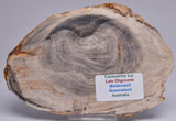 CASUARINA PETRIFIED FOSSIL WOOD, late Oligocene, Queensland Australia S435