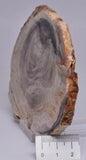 CASUARINA PETRIFIED FOSSIL WOOD, late Oligocene, Queensland Australia S435