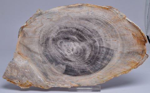 CASUARINA PETRIFIED FOSSIL WOOD, late Oligocene, Queensland Australia S1251