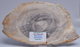CASUARINA PETRIFIED FOSSIL WOOD, late Oligocene, Queensland Australia S1251