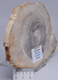 CASUARINA PETRIFIED FOSSIL WOOD, late Oligocene, Queensland Australia S1251