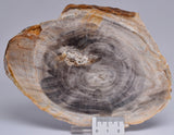 CASUARINA PETRIFIED FOSSIL WOOD, late Oligocene, Queensland Australia S1253