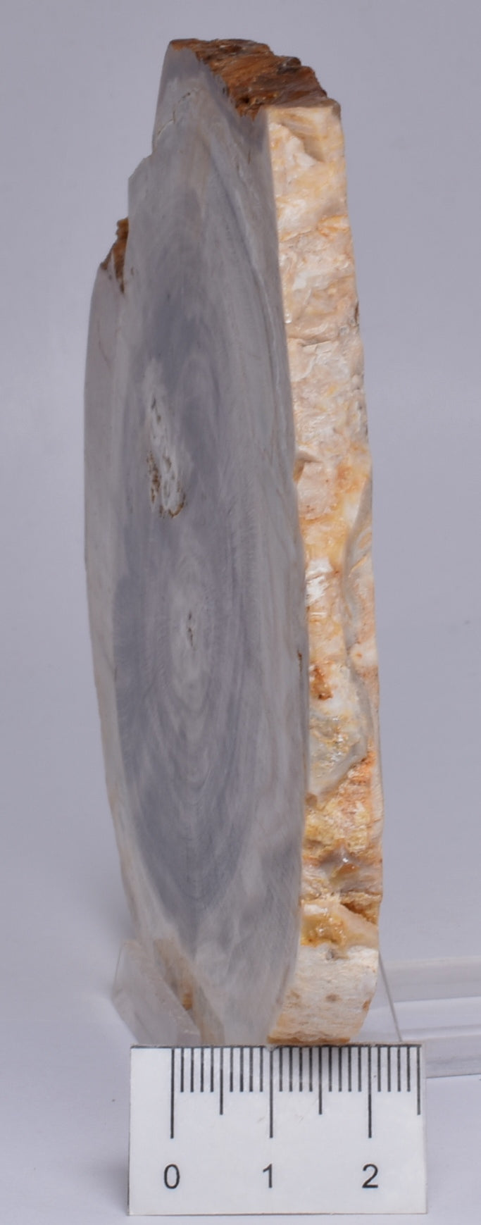 CASUARINA PETRIFIED FOSSIL WOOD, late Oligocene, Queensland Australia S1253