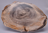 CASUARINA PETRIFIED FOSSIL WOOD, late Oligocene, Queensland Australia S1233
