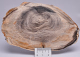 CASUARINA PETRIFIED FOSSIL WOOD, late Oligocene, Queensland Australia S1233