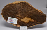 CASUARINA PETRIFIED FOSSIL WOOD,Oralla Formation, Queensland Australia S1225