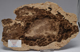 Donponoxylon Bennettii Jurassic miles QUEENSLAND, AUSTRALIA S1226