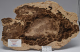 Donponoxylon Bennettii Jurassic miles QUEENSLAND, AUSTRALIA S1226