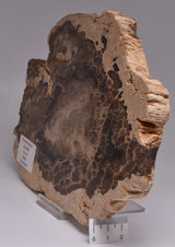 Donponoxylon Bennettii Jurassic miles QUEENSLAND, AUSTRALIA S1226