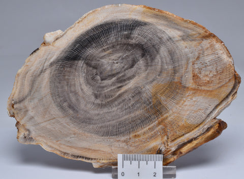 CASUARINA PETRIFIED FOSSIL WOOD, late Oligocene, Queensland Australia S1235