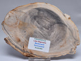 CASUARINA PETRIFIED FOSSIL WOOD, late Oligocene, Queensland Australia S1235