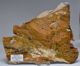 Stromatolite STRELLEY POOL SLICE, S1237