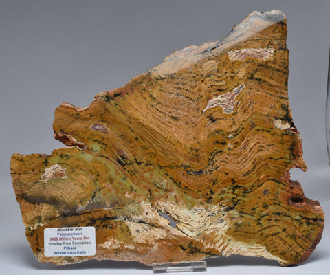 Stromatolite STRELLEY POOL SLICE, S1237