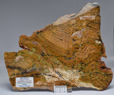 Stromatolite STRELLEY POOL SLICE, S1237