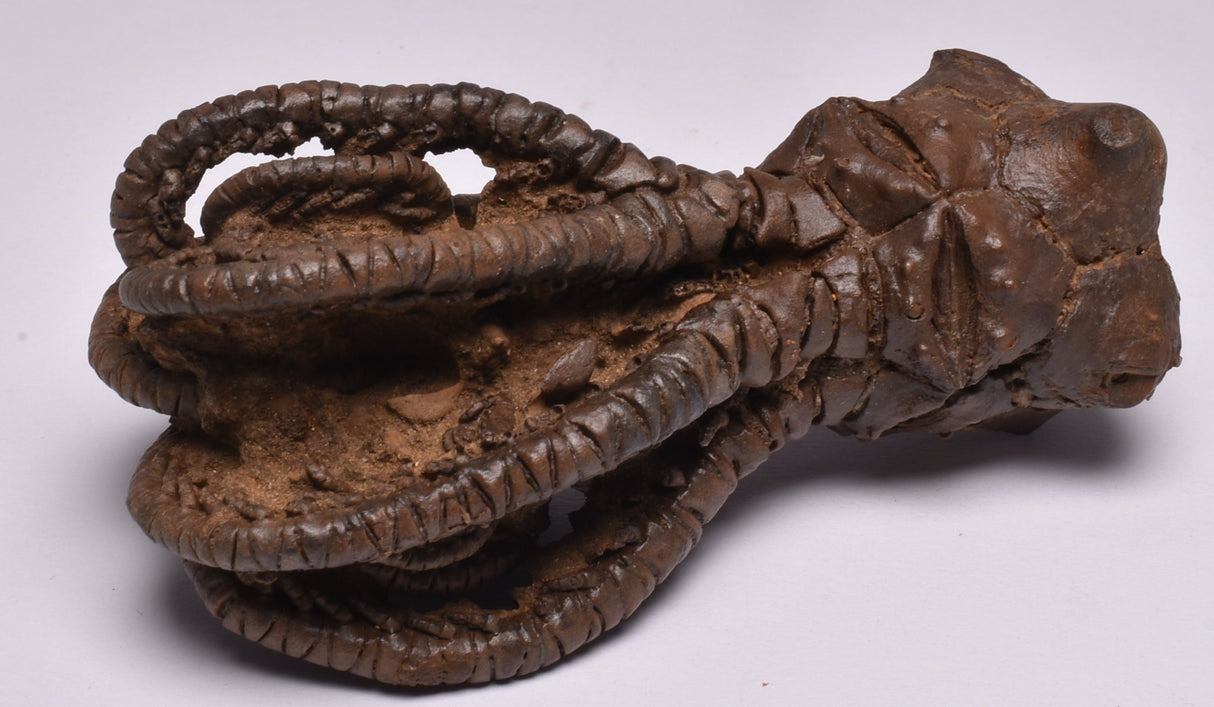 CRINOID FOSSIL, Jimbacrinus Bostocki, Western Australia, CR17