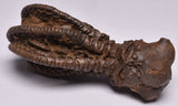 CRINOID FOSSIL, Jimbacrinus Bostocki, Western Australia, CR17