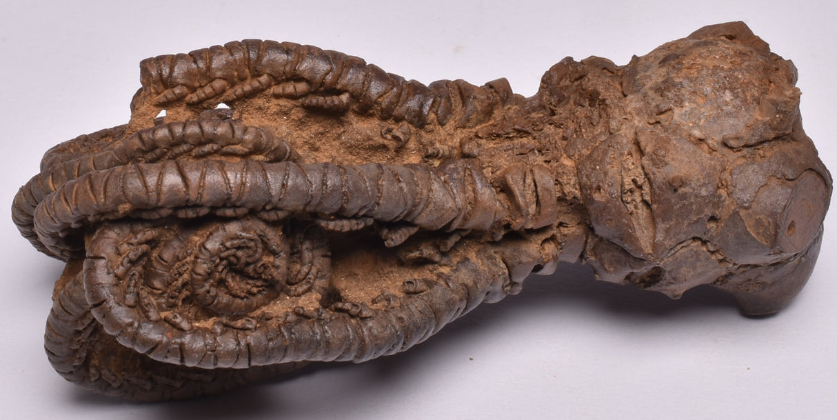 CRINOID FOSSIL, Jimbacrinus Bostocki, Western Australia, CR17