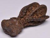 CRINOID FOSSIL, Jimbacrinus Bostocki, Western Australia, CR17