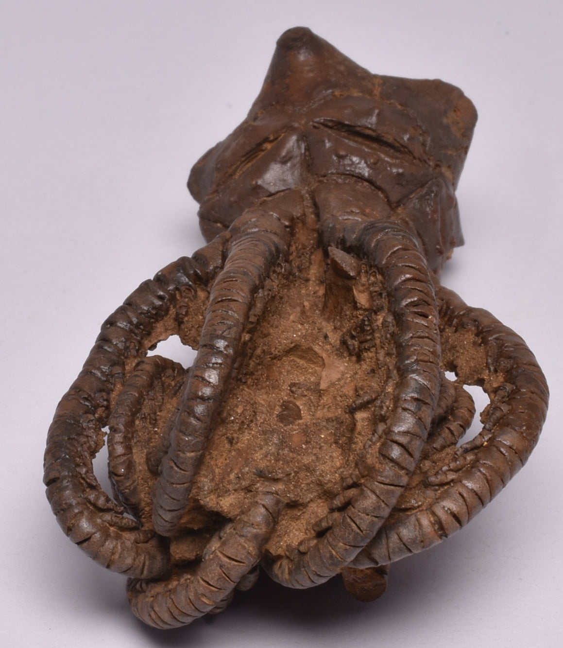 CRINOID FOSSIL, Jimbacrinus Bostocki, Western Australia, CR17