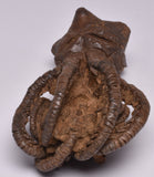 CRINOID FOSSIL, Jimbacrinus Bostocki, Western Australia, CR19