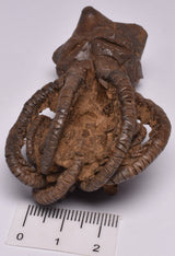 CRINOID FOSSIL, Jimbacrinus Bostocki, Western Australia, CR17