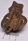 CRINOID FOSSIL, Jimbacrinus Bostocki, Western Australia, CR19