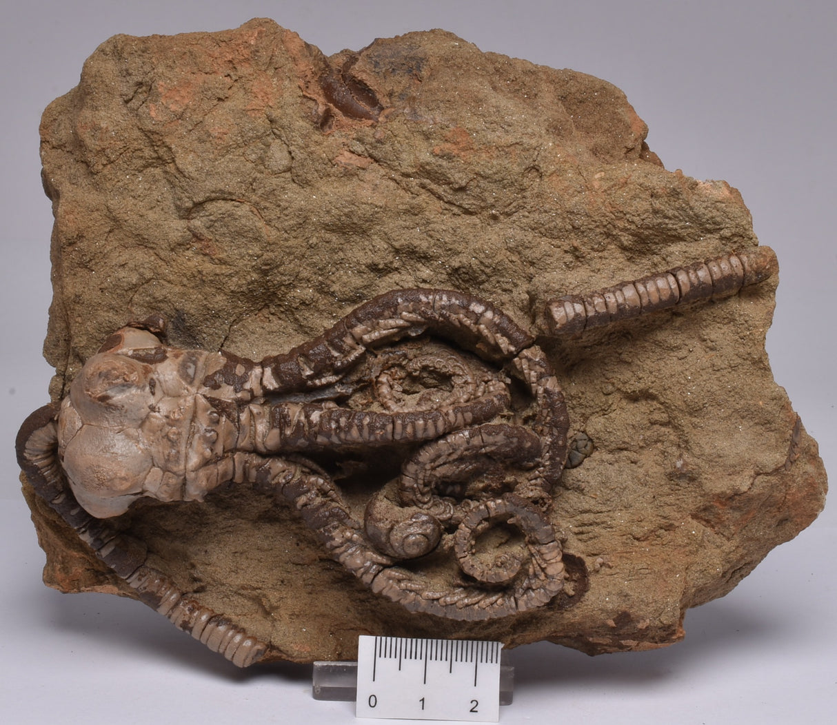 CRINOID FOSSIL, Jimbacrinus Bostocki, Western Australia, CR18