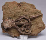 CRINOID FOSSIL, Jimbacrinus Bostocki, Western Australia, CR18
