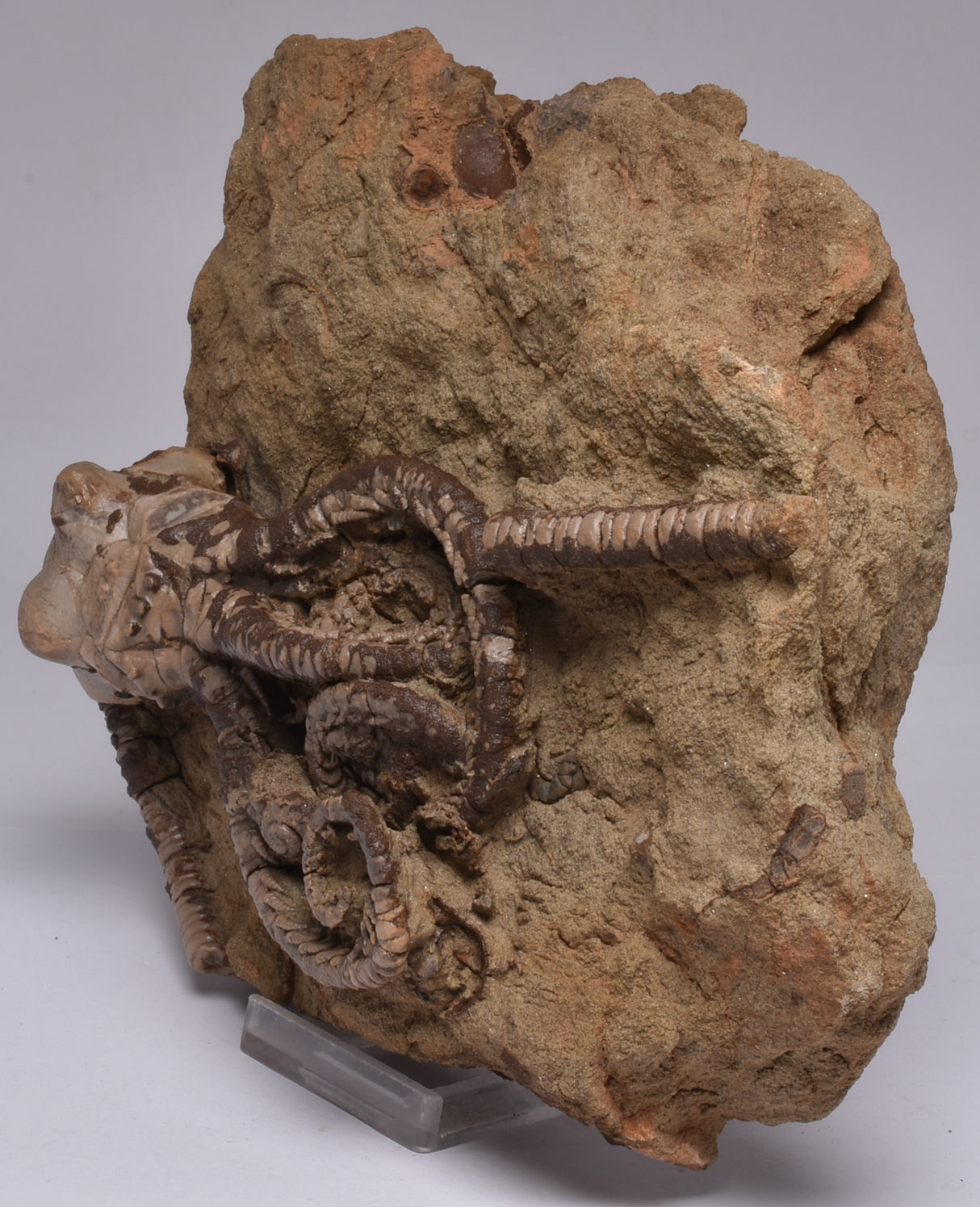 CRINOID FOSSIL, Jimbacrinus Bostocki, Western Australia, CR18