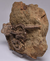 CRINOID FOSSIL, Jimbacrinus Bostocki, Western Australia, CR18