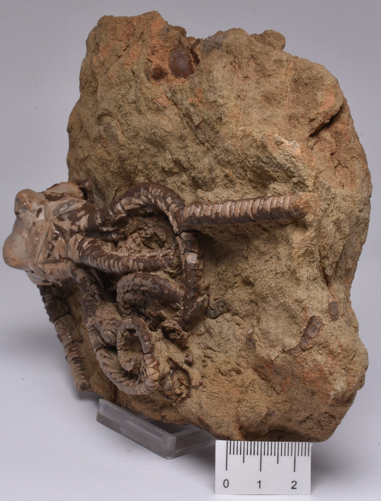 CRINOID FOSSIL, Jimbacrinus Bostocki, Western Australia, CR18