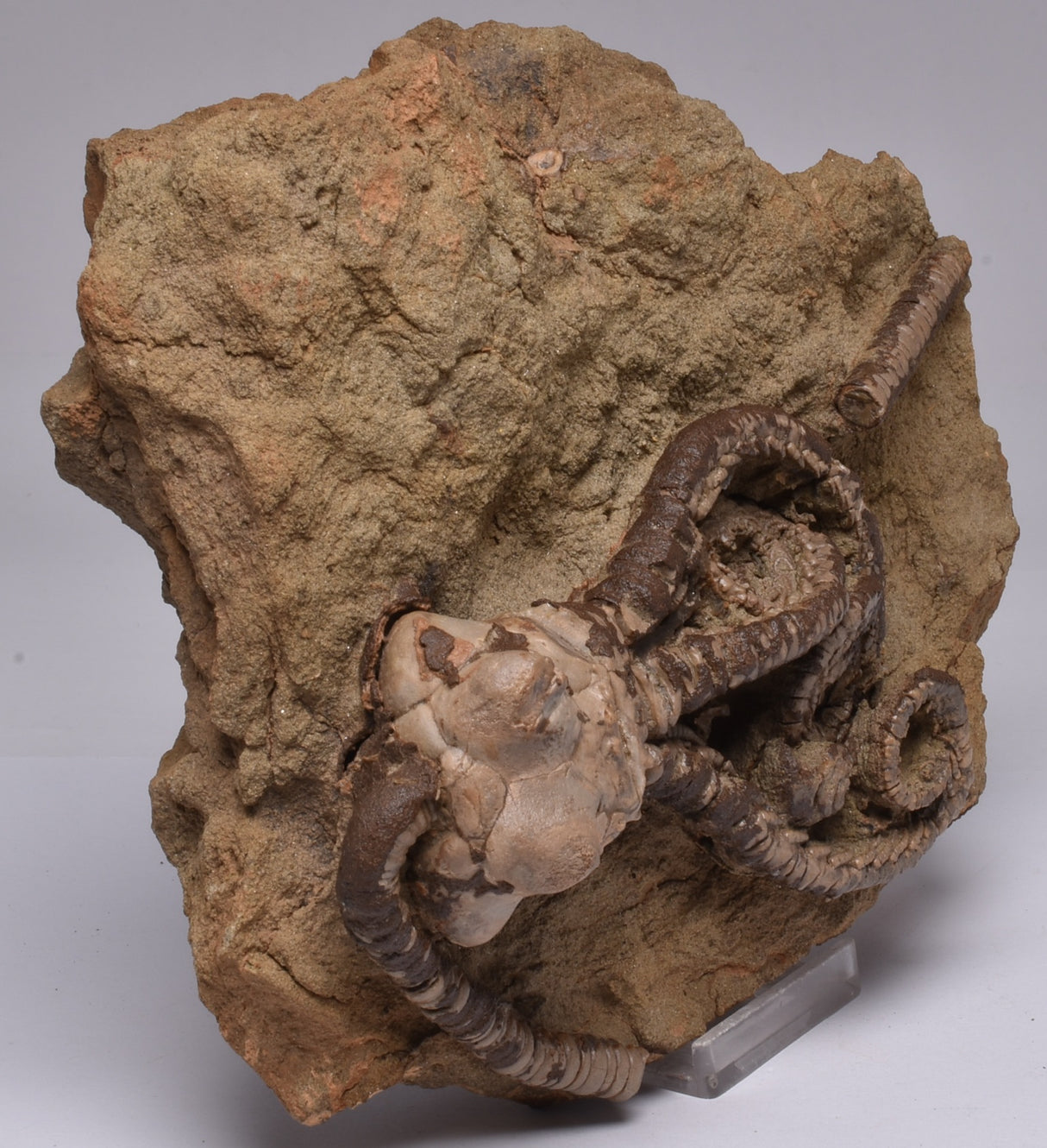 CRINOID FOSSIL, Jimbacrinus Bostocki, Western Australia, CR18