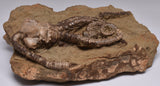 CRINOID FOSSIL, Jimbacrinus Bostocki, Western Australia, CR18