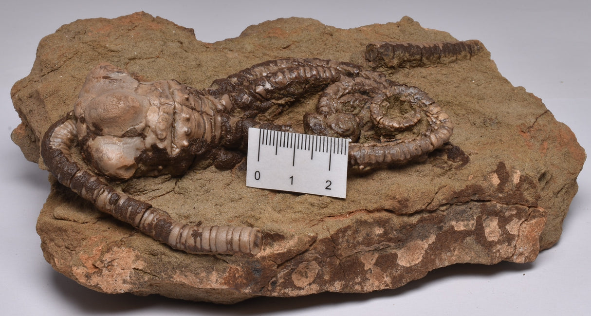 CRINOID FOSSIL, Jimbacrinus Bostocki, Western Australia, CR18