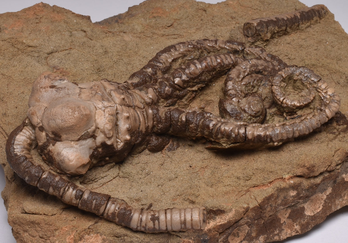 CRINOID FOSSIL, Jimbacrinus Bostocki, Western Australia, CR18