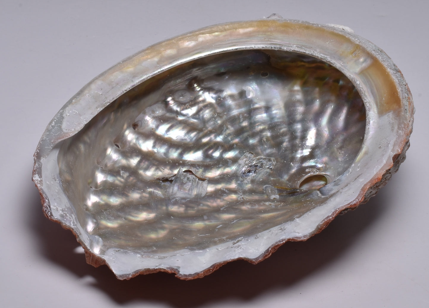 ABALONE SHELL P127
