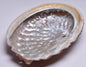 ABALONE SHELL P129