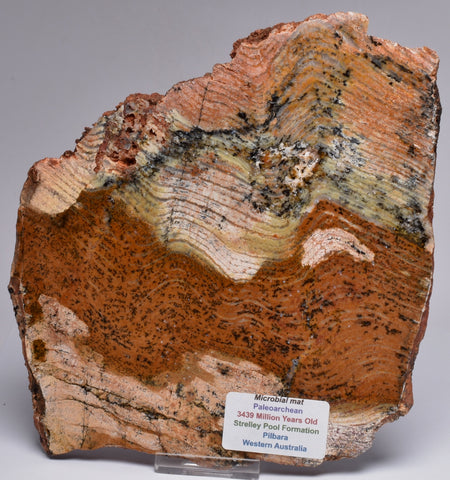 Stromatolite STRELLEY POOL SLICE, S749