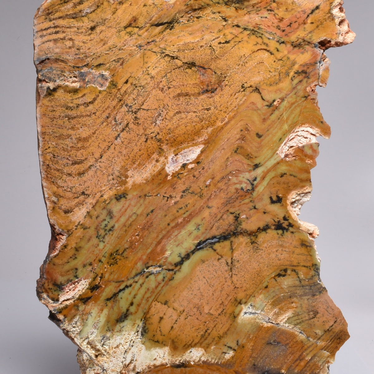 MICROBIAL MAT, Stromatolite STRELLEY POOL SLICE, S746 – Crystal World ...