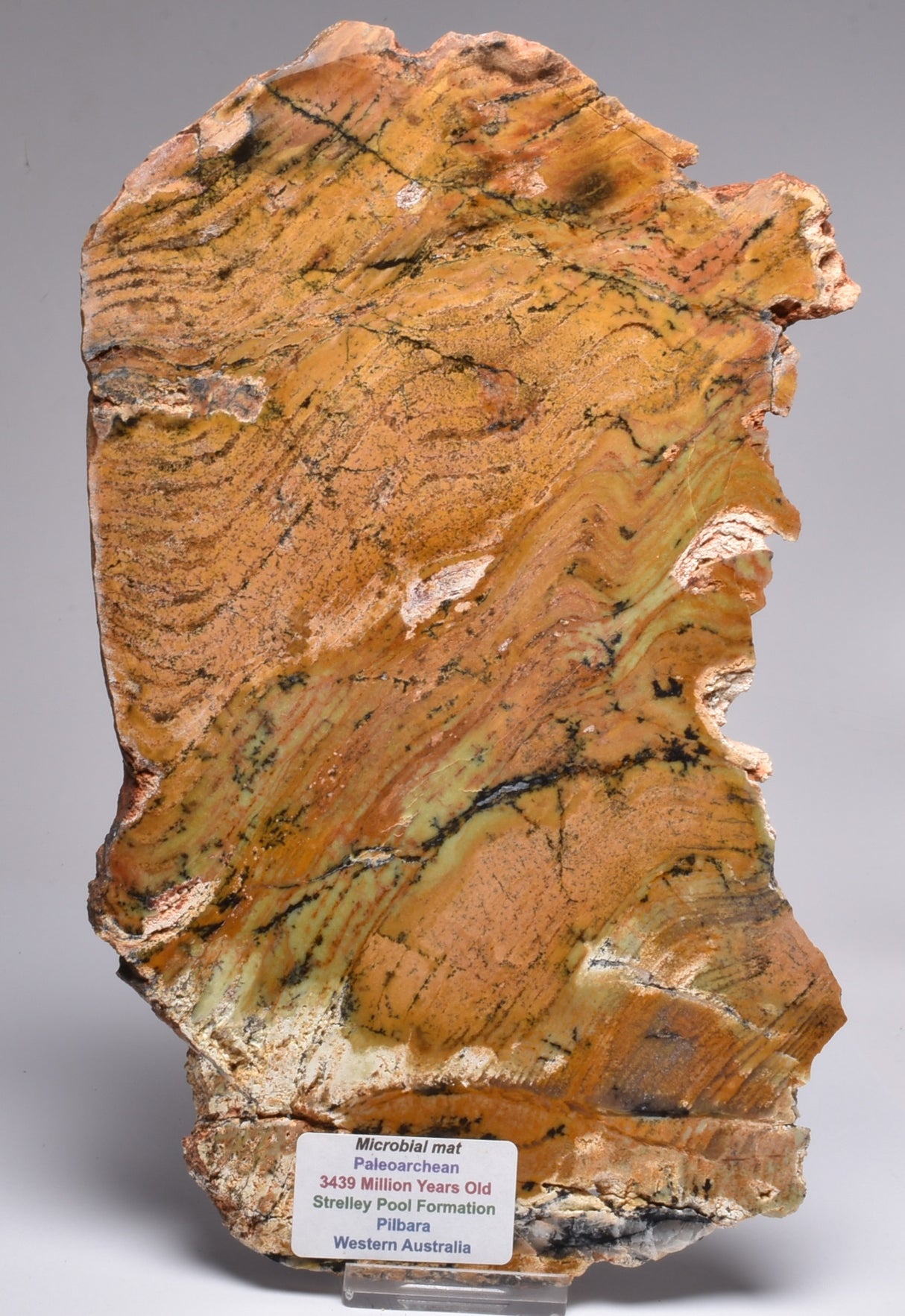 MICROBIAL MAT, Stromatolite STRELLEY POOL SLICE, S746