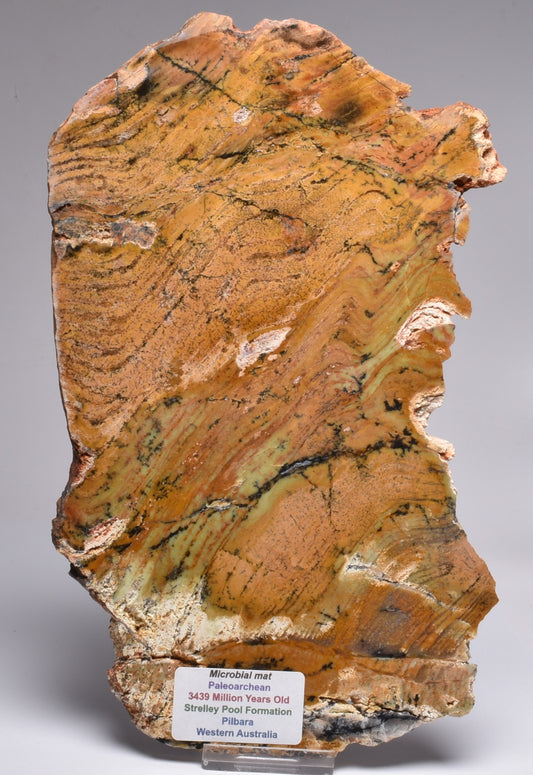 MICROBIAL MAT, Stromatolite STRELLEY POOL SLICE, S746