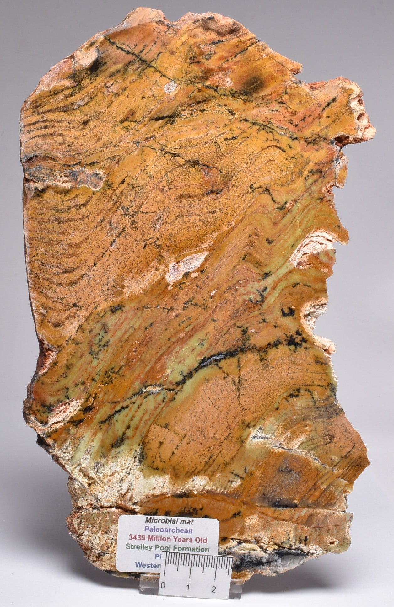 MICROBIAL MAT, Stromatolite STRELLEY POOL SLICE, S746